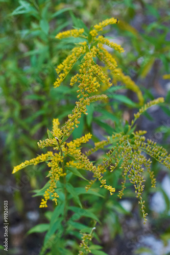 Beautiful yellow goldenrod flowers blooming