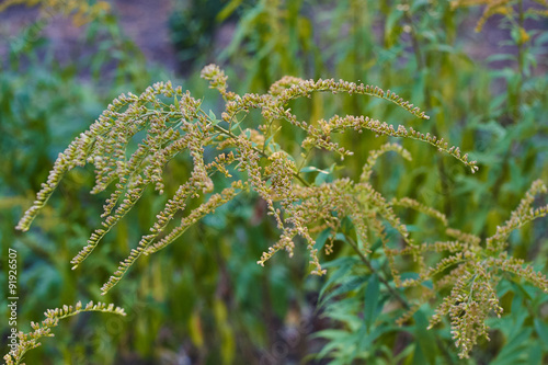 Beautiful yellow goldenrod flowers blooming
