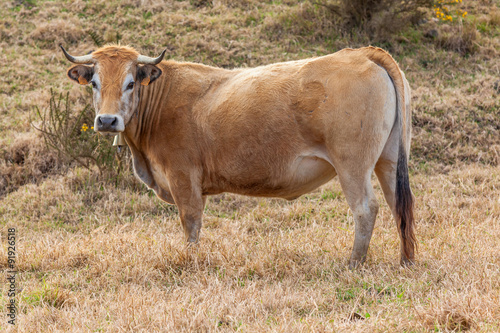 vache de race aubrac