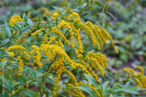 Beautiful yellow goldenrod flowers blooming