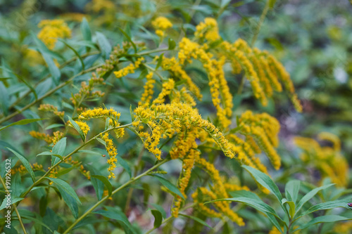Beautiful yellow goldenrod flowers blooming