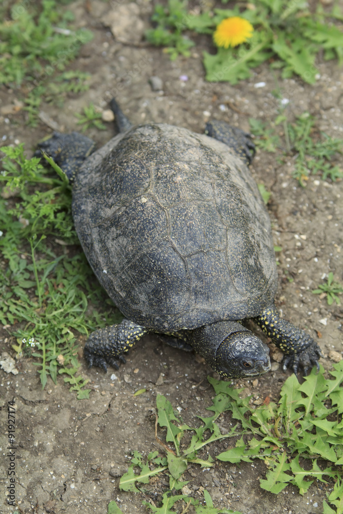 Obraz premium Little turtle