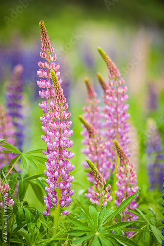 Lupine Flowers