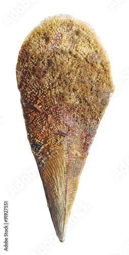 Pinna nobilis shell isolated