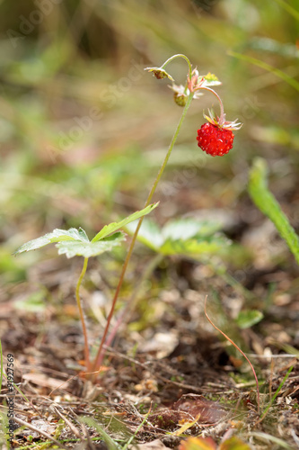 Berries of wild strawberry in the forest Bush. Fragaria