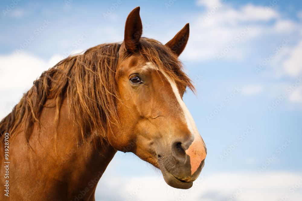 Obraz premium red horse