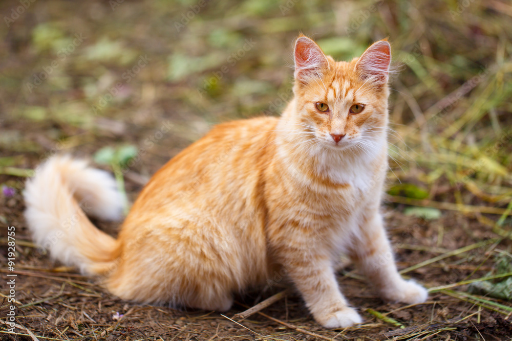red cat red cat