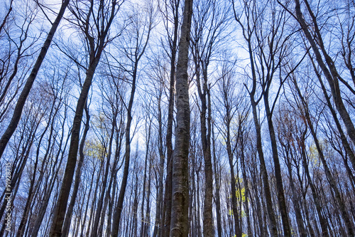 dense winer forest