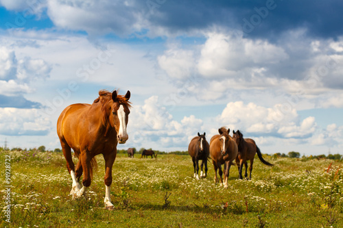 horses in field