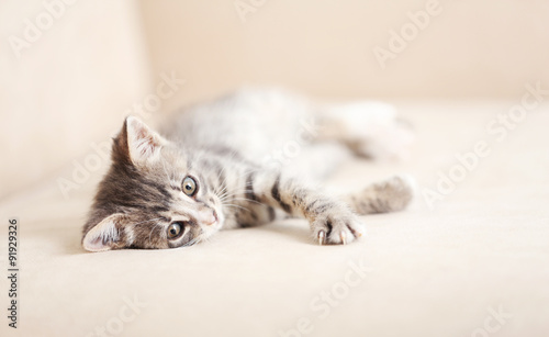 Cute gray kitten at home