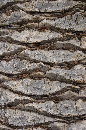 palm tree trunk wood texture