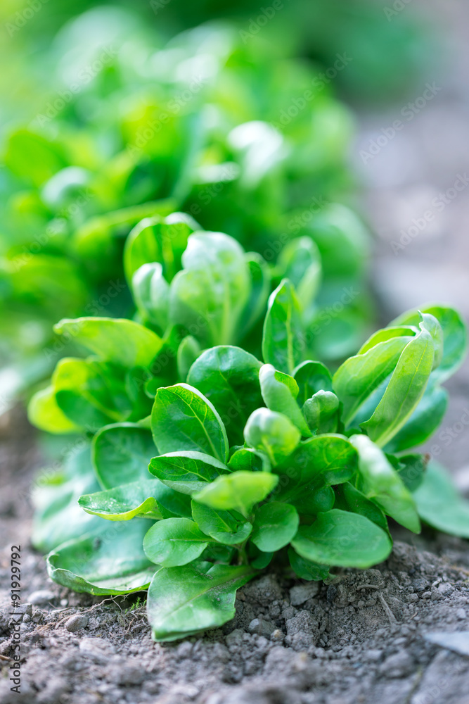 Feldsalat auf einem Beet StockFoto Adobe Stock