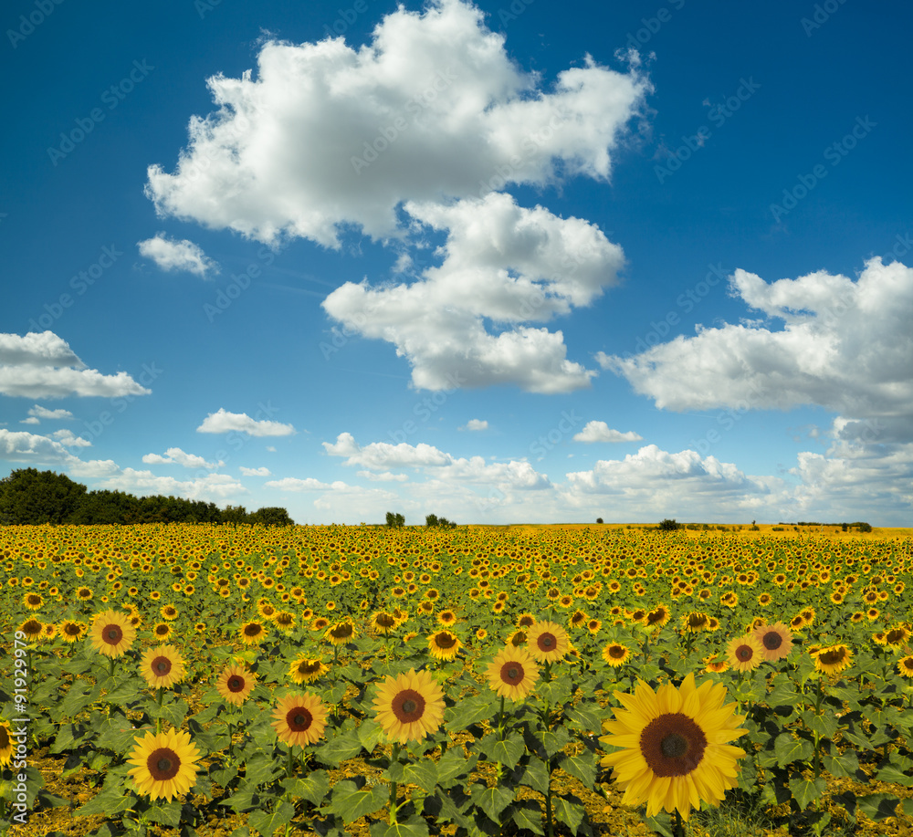 Fototapeta premium Sunflowers