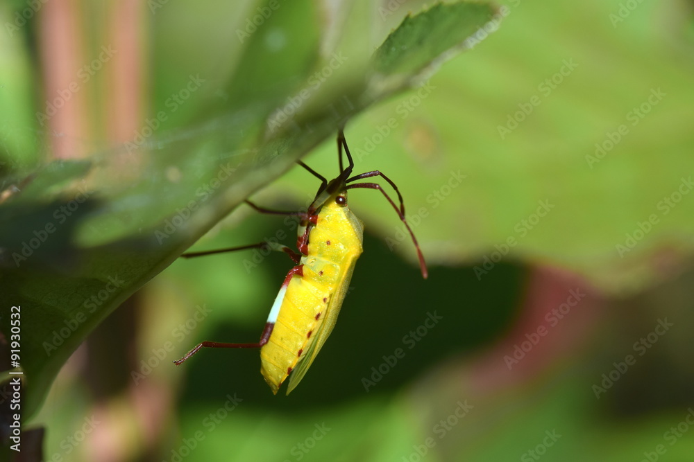 脱皮直後のキバラヘリカメムシ Stock 写真 Adobe Stock