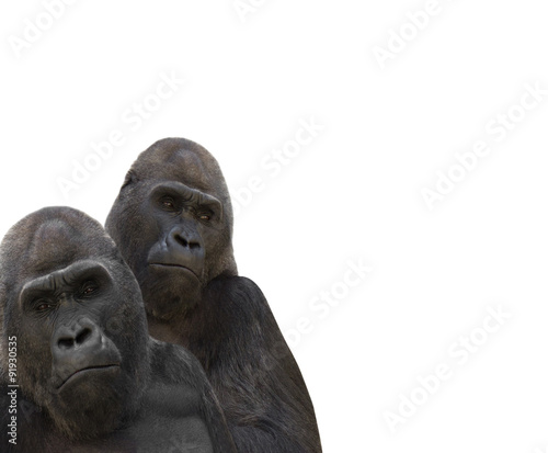 two gorillas © Happy monkey