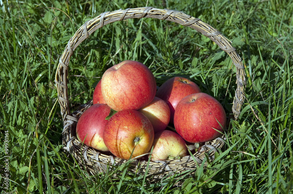 Elstar, Apfel, Malus, domestica, Elstar, Apfel, Malus, domestica,