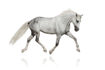 White horse trotting on white background