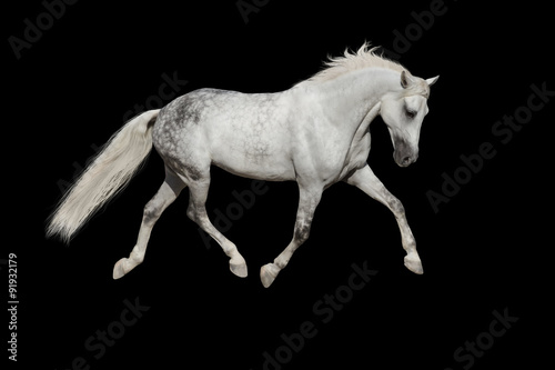 White horse trotting on black background