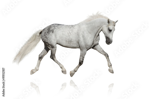 White horse trotting on white background © callipso88