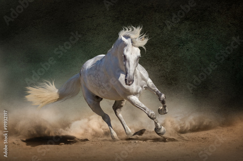 White andalusian horse in desert dust against dark background #91932197