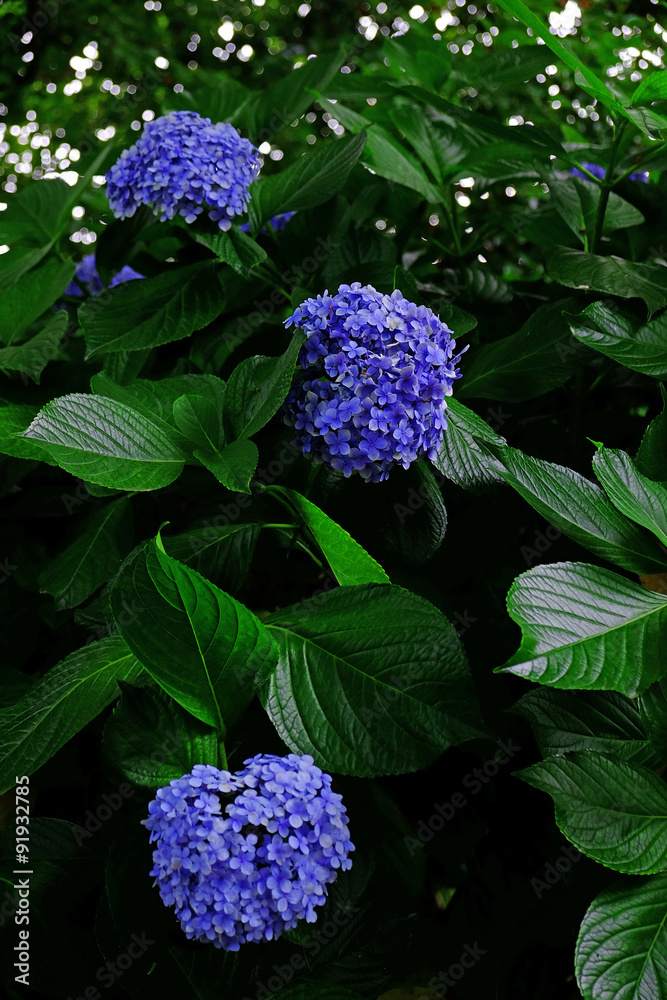 Beautiful hydrangea flowers growing in garden Beautiful hydrangea flowers growing in garden