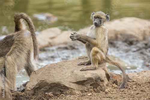 Tired Chacma baboon sit on rocks to rest after hard day