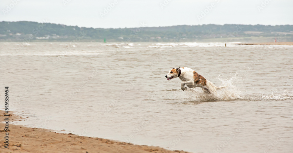 Greyhound jumping through the ocean Greyhound jumping through the ocean