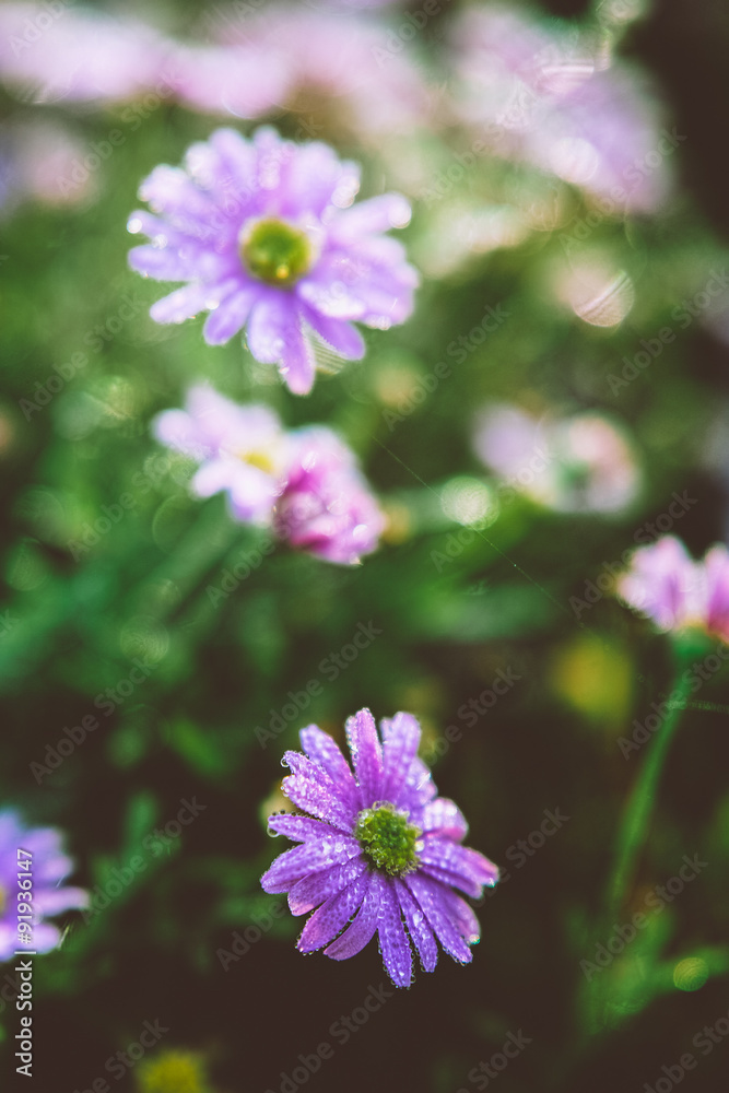 Obraz premium Aster on a flowerbed in autumn garden