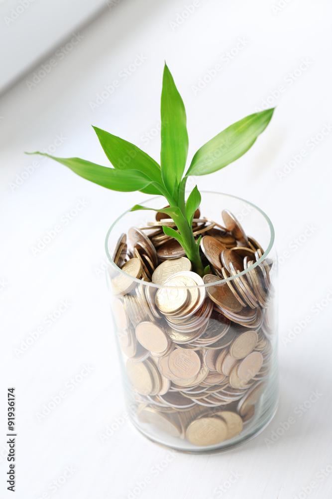 Plant growing in coins on the windowsill Plant growing in coins on the windowsill