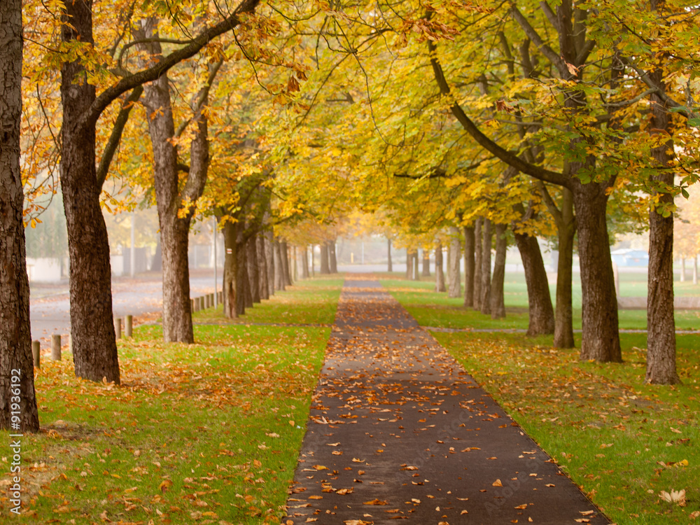 Naklejka premium autumn alley