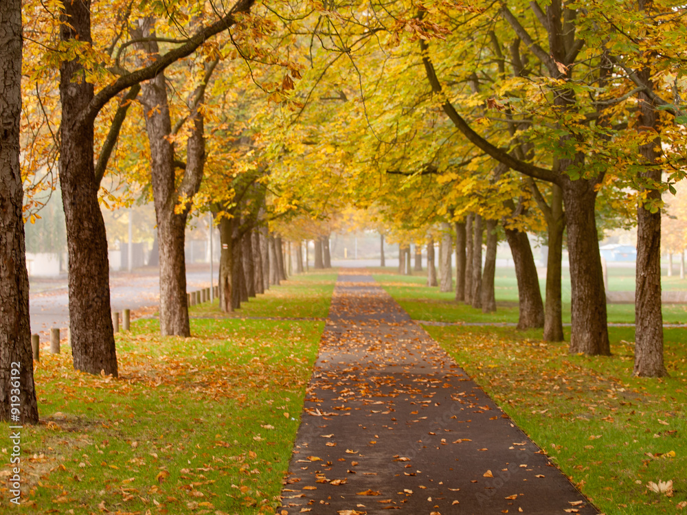 autumn alley