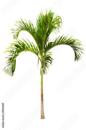 Green palm tree isolated on white background