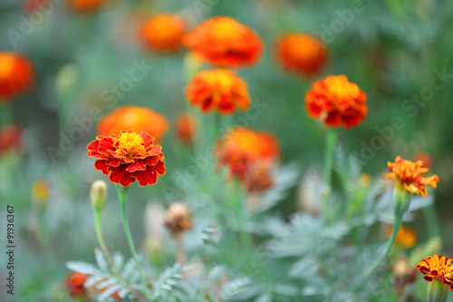 Flowers in garden, close-up