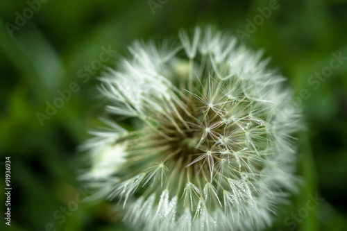 White dandelion in the dew blurred background