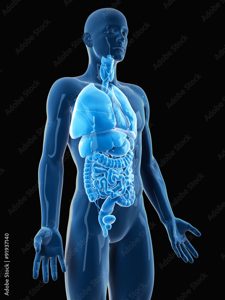medically accurate illustration of the organs medically accurate illustration of the organs