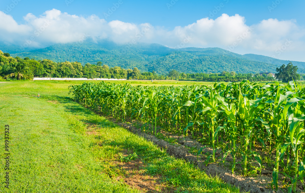 Fototapeta premium corn field
