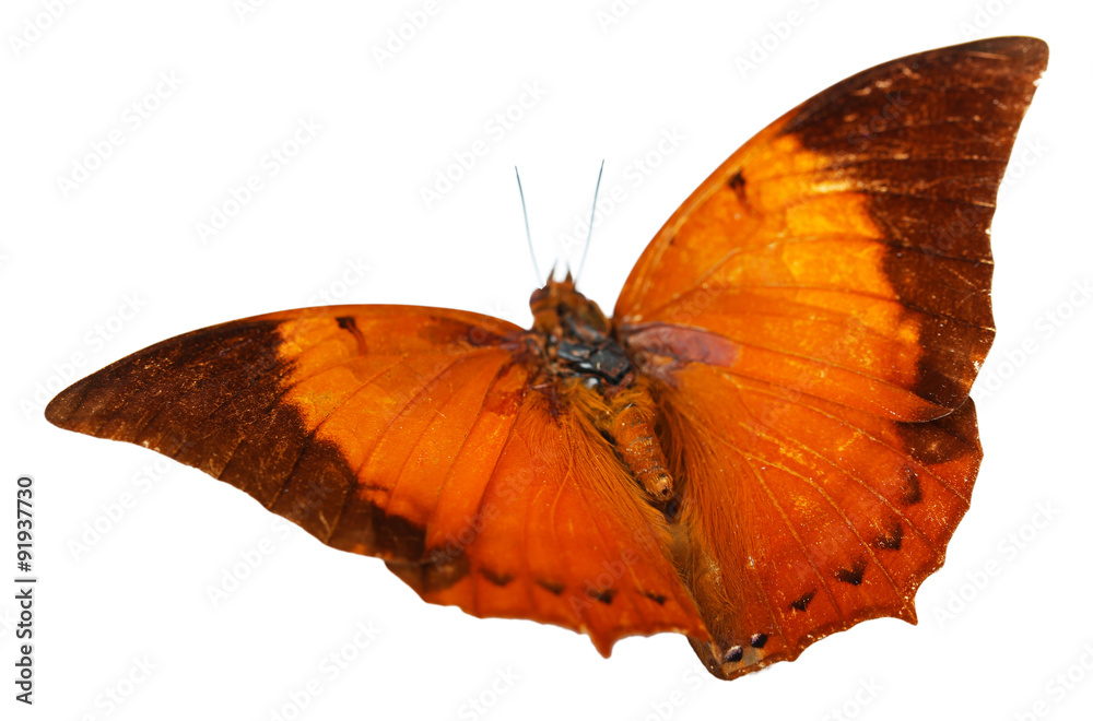 Colorful butterfly isolated on white Colorful butterfly isolated on white