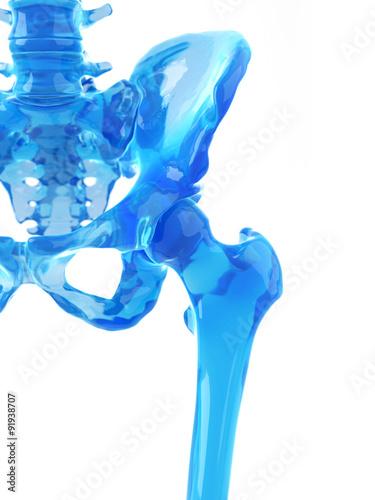 medically accurate illustration of the hip joint