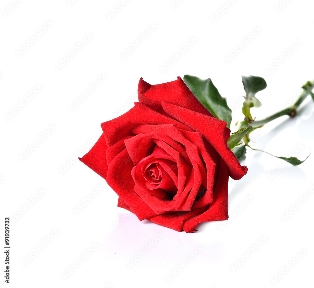 Naklejka premium Beautiful red roses on white background