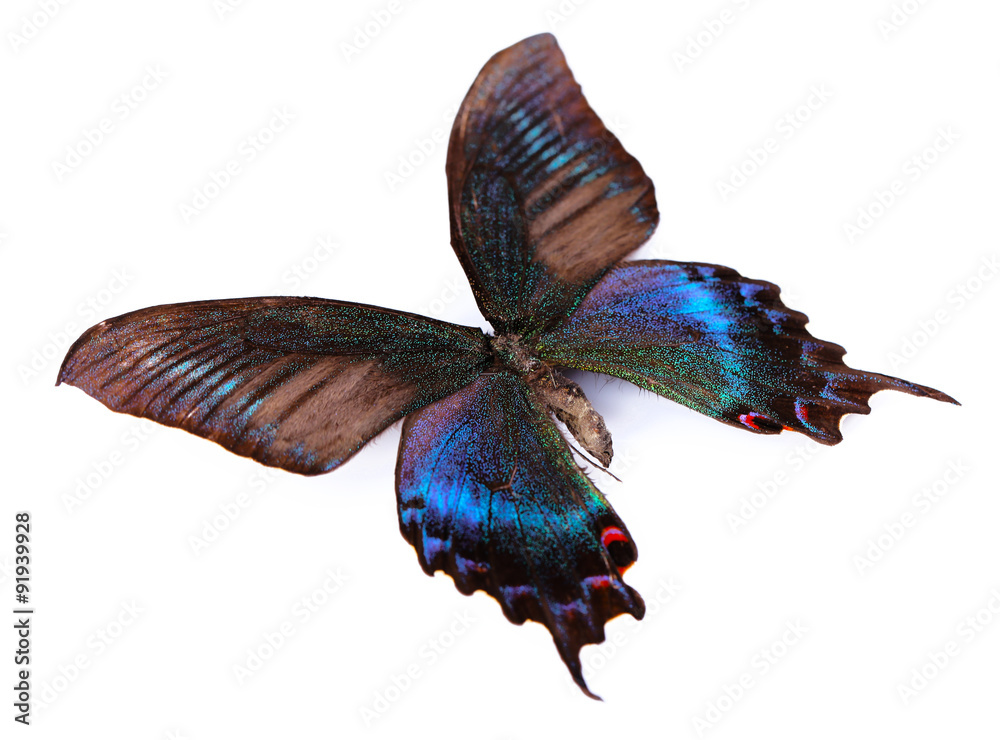 Naklejka premium Colorful butterfly isolated on white