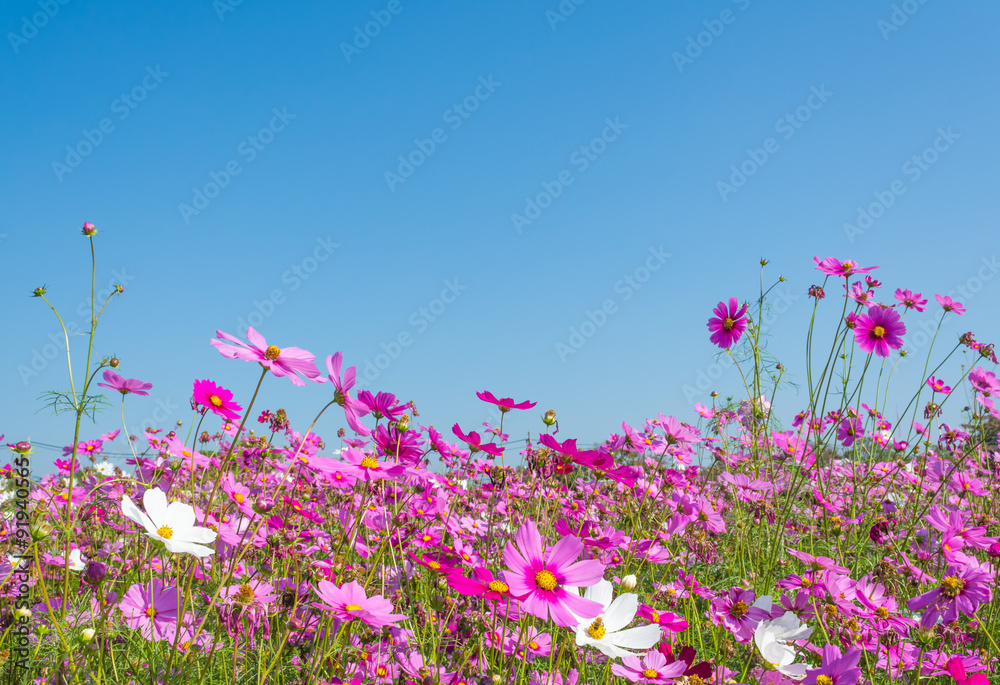 image of Group of Purple cosmos flower. image of Group of Purple cosmos flower.