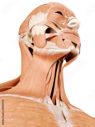 medically accurate anatomy illustration - neck muscles photo