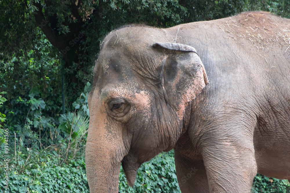 Fototapeta premium 933 - elephant