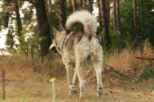 Grey dog running away