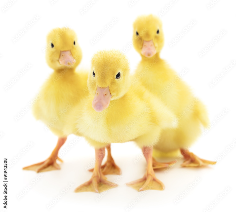 Three ducklings