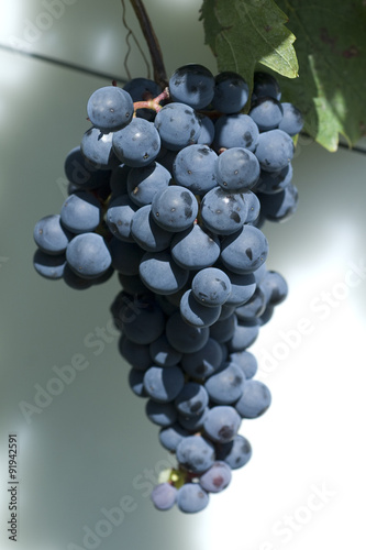 Blauer, Portugieser, alte Rotweinsorte, tempranillo photo