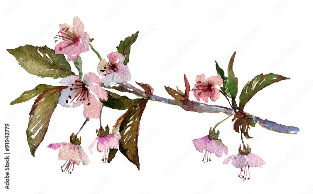 Naklejka premium Hand painted watercolor illustration of cherry blossom, sakura branch with pink flowers. Original art. Greeting card template.
