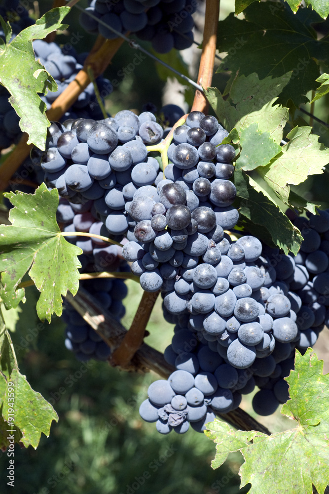 Fototapeta premium Sangiovese, Rotwein, Rote, Weintrauben, Weintraube,
