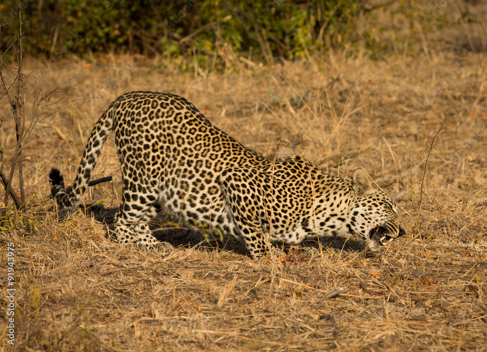 Fototapeta premium Leopard in morning sun