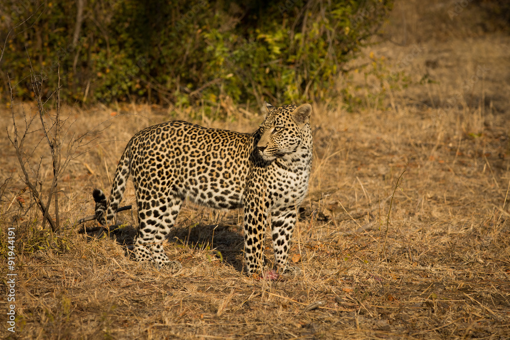 Leopard in morning sun